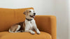 Protecting Your Furniture from Fur, Claws, and Odour