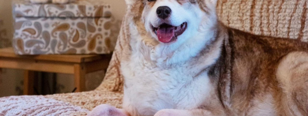 How to Make Your Home Pet-Friendly: Easy Hacks You’ll Love