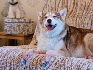 How to Make Your Home Pet-Friendly: Easy Hacks You’ll Love