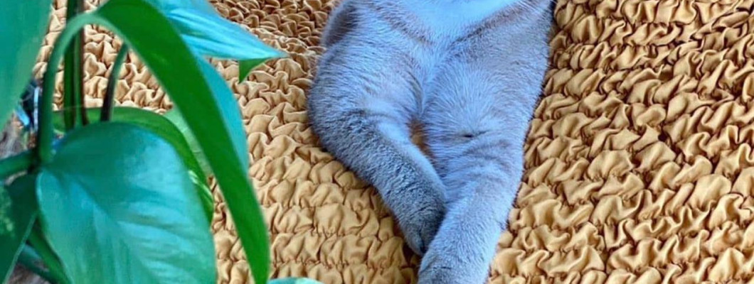 How to take care of upholstered furniture if you have your favorite cats at home?
