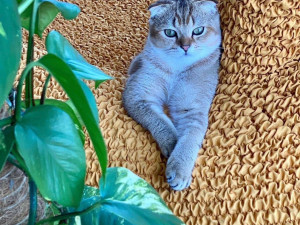 How to take care of upholstered furniture if you have your favorite cats at home?